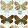 poliommatus cyaneus yurinekrutenko tabl1